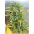 Serious Seeds Auto AK-47 3 seeds