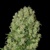 Serious seeds White russian F 6 seeds