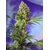 Sweet Seeds Dark Devil Auto 5 seeds