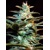 Sweet Seeds NYC Diesel 5 seeds