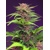 Sweet Seeds Red Mimosa XL Auto 5 seeds