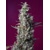 Sweet Seeds Sweet Cherry Pie 3+1 seeds