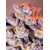 Sweet Seeds Tropicana Poison XL Auto 25 seeds