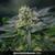 Bulk Seed Bank Auto Cheese 100 seeds