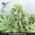 Bulk seed Bank Auto Devil's Kiss 10 seeds