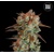 Bulk Seed Bank Caramel King 1 seeds