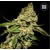 Bulk Seed Bank Bruce Banner #5 5 pcs