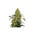 Sensi Seeds Mexican Sativa 5 pcs