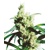 Sensi Seeds Silver Haze 3 db