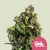 Royal Queen Seeds Candy Kush Express 3 pcs