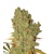 Royal Queen Seeds Special Kush 1 ks