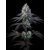 Paradise Seeds Purple Mints 5 pcs