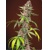 Sweet Seeds Red Mandarine F1 Fast Version 5 pcs