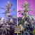 Sweet Seeds Sweet Monster Mix 4 pcs