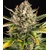 Barney's Farm Strawberry Cheescake Auto 10 ks