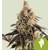 Royal Queen Seeds Cookies Gelato auto 3 pcs